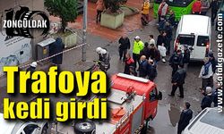 Trafoya giren kedi yanarak öldü