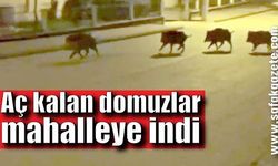 Aç kalan domuzlar mahallede yiyecek aradı