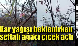 Kar yağışı beklenirken şeftali ağacı çiçek açtı