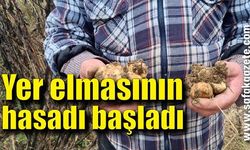 Kış mevsiminin vazgeçilmezi yer elmasının hasadı başladı