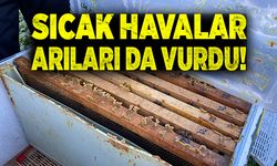 Hava sıcaklıkları arıları da vurdu!