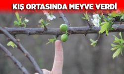 Kış ortasında meyve verdi