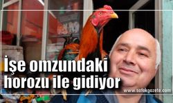 Her gün işe omzundaki horozu ile birlikte gidiyor