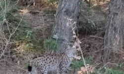 Nesli tükenmekte olan vaşak böyle görüntülendi