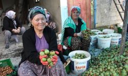 Devrek'te Ceviz hasadı renkli görüntülere sahne oldu