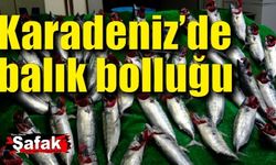 Zonguldak'ta balık bolluğu