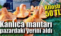 Kanlıca mantarı 50 TL’den pazardaki yerini aldı