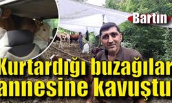 Selden otomobil bagajına yükleyerek kurtardığı buzağılar annesine kavuştu