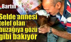 Selde annesi telef olan buzağıya gözü gibi bakıyor