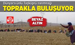 Dünyaca ünlü Taşköprü sarımsağı toprakla buluşuyor