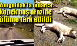 Zonguldak'ta onlarca köpek boş arazide ölüme terk edildi