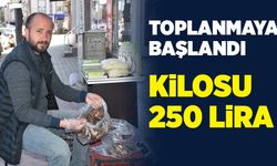 Toplanmaya başlandı: Kilosu 250 lira