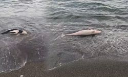 Ölü yunus balığı yavrusu karaya vurdu
