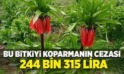 Bu bitkiyi koparmanın cezası 244 bin 315 lira