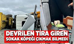 Devrilen tıra giren sokak köpeği çıkmak bilmedi