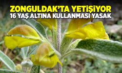 Zonguldak’ta da yetişiyor! 16 yaş altına kullanması yasak!