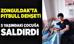 Zonguldak’ta pitbull dehşeti: 5 yaşındaki çocuğa saldırdı!