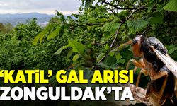 'Katil' gal arısı Zonguldak'ta!