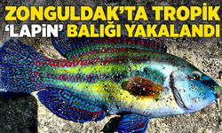 Zonguldak’ta tropik ‘Lapin’ balığı yakalandı