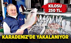 Karadeniz’de yakalanıyor: Kilosu 250 TL’den satılıyor
