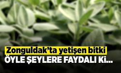 Zonguldak’ta yetişen bitki öyle şeylere faydalı ki…