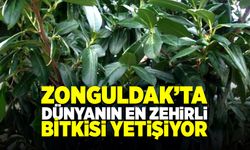 Zonguldak’ta dünyanın en zehirli bitkisi yetişiyor