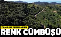 Zonguldak ormanlarında renk cümbüşü