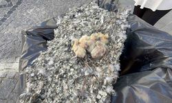Güvercin yavruları çöpe bırakıldı