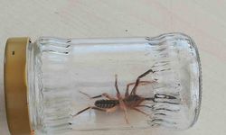 “Sarıkız” örümceği paniği