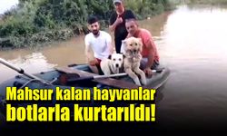 Mahsur kalan hayvanlar botlarla kurtarıldı!