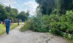 Devrilen ağaç elektriksiz bıraktı