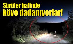 Sürüler halinde köye dadanıyorlar!