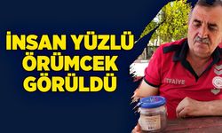 İnsan yüzlü örümceği görenler hayrete düştü