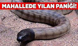 Zonguldak merkezde yılan paniği