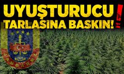 Uyuşturucu tarlasına baskın!