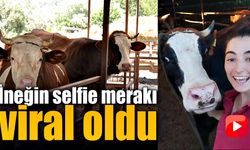 Selfie çekilmeye koşarak gelen inek, gülümsetti