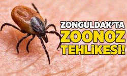 Zonguldak’ta zoonoz tehlikesi!
