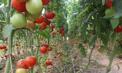 Erzincan’da 600 dekarlık sera işletmesinde üretilen domates, çevre illere pazarlanıyor