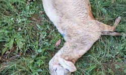 Yozgat’ta sürüye saldıran kurt 30 koyunu telef etti