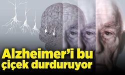 Bu çiçek Alzheimer’i durduruyor!