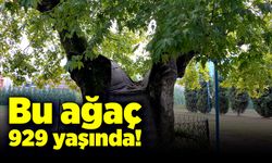 929 yıllık dev çınar ağacı!