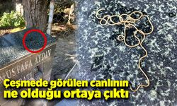 Köy çeşmesinde görülen canlının ne olduğu belirlendi