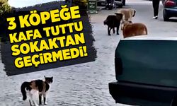 Cesur kedi 3 köpeğe kafa tuttu. Sokaktan geçirmedi!