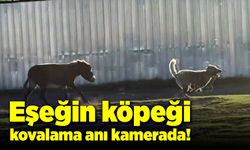 Eşeğin köpeği kovalaması kameralarda!