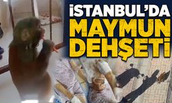 İstanbul’da maymun dehşeti