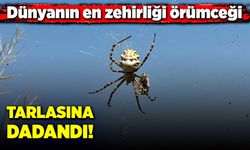 Dünyanın en zehirli örümceği, tarlasına dadandı!