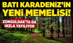 Batı Karadeniz’in yeni memelisi! Zonguldak’ta da hızla yayılıyor