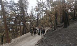 Bolu’da yanan ormanların yaraları sarılmaya başlandı