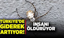 Türkiye’de giderek artıyor! İnsanı öldürebiliyor!