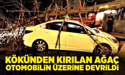 Kökünden kırılan ağaç otomobilin üzerine devrildi